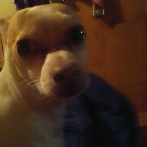 Meet your Posher, Dianne